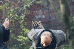 zoo-wuppertal-tschuna-daseep-03-012