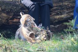 zoo-wuppertal-tschuna-daseep-03-015