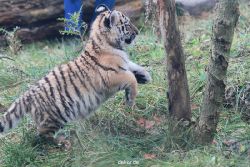 zoo-wuppertal-tschuna-daseep-03-017