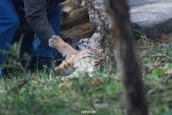 zoo-wuppertal-tschuna-daseep-03-018