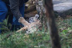 zoo-wuppertal-tschuna-daseep-03-019