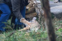 zoo-wuppertal-tschuna-daseep-03-020