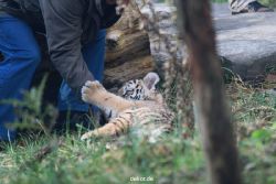 zoo-wuppertal-tschuna-daseep-03-021