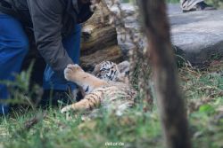 zoo-wuppertal-tschuna-daseep-03-022