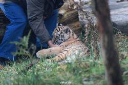 zoo-wuppertal-tschuna-daseep-03-023