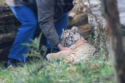 zoo-wuppertal-tschuna-daseep-03-024