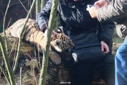 zoo-wuppertal-tschuna-daseep-03-031