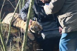 zoo-wuppertal-tschuna-daseep-03-032