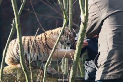 zoo-wuppertal-tschuna-daseep-03-035