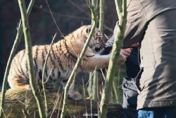 zoo-wuppertal-tschuna-daseep-03-036