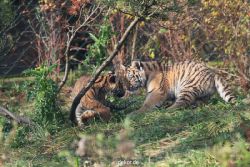 zoo-wuppertal-tschuna-daseep-03-039