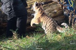 zoo-wuppertal-tschuna-daseep-03-040