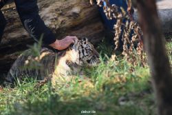 zoo-wuppertal-tschuna-daseep-03-041