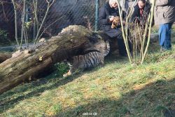 zoo-wuppertal-tschuna-daseep-03-044