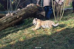zoo-wuppertal-tschuna-daseep-03-049