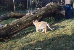 zoo-wuppertal-tschuna-daseep-03-050