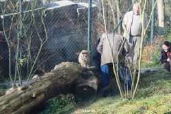 zoo-wuppertal-tschuna-daseep-03-061