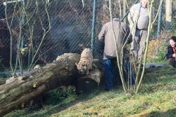 zoo-wuppertal-tschuna-daseep-03-062