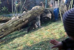 zoo-wuppertal-tschuna-daseep-03-063