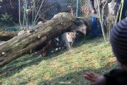 zoo-wuppertal-tschuna-daseep-03-064