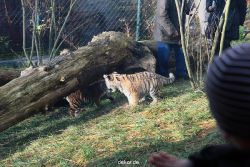 zoo-wuppertal-tschuna-daseep-03-065