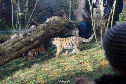 zoo-wuppertal-tschuna-daseep-03-066