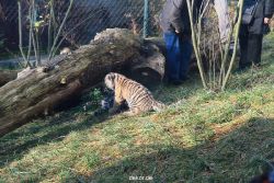 zoo-wuppertal-tschuna-daseep-03-067