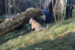 zoo-wuppertal-tschuna-daseep-03-068