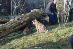 zoo-wuppertal-tschuna-daseep-03-069