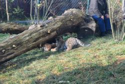 zoo-wuppertal-tschuna-daseep-03-070