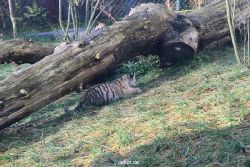 zoo-wuppertal-tschuna-daseep-03-077