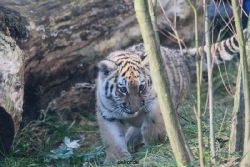 zoo-wuppertal-tschuna-daseep-03-082