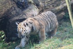 zoo-wuppertal-tschuna-daseep-03-083
