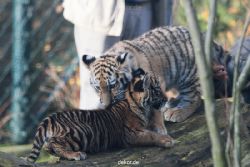 zoo-wuppertal-tschuna-daseep-03-091