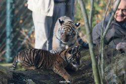 zoo-wuppertal-tschuna-daseep-03-096