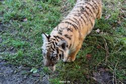 zoo-wuppertal-tschuna-daseep-04-001