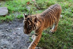 zoo-wuppertal-tschuna-daseep-04-002