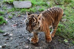 zoo-wuppertal-tschuna-daseep-04-003