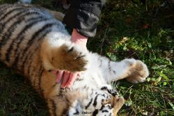 zoo-wuppertal-tschuna-daseep-04-006