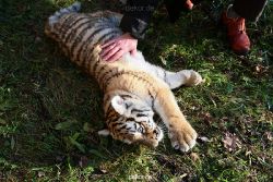 zoo-wuppertal-tschuna-daseep-04-007