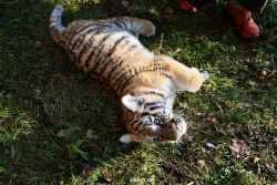 zoo-wuppertal-tschuna-daseep-04-008