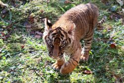 zoo-wuppertal-tschuna-daseep-04-009