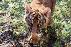 zoo-wuppertal-tschuna-daseep-04-010