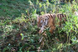 zoo-wuppertal-tschuna-daseep-04-012