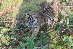zoo-wuppertal-tschuna-daseep-04-014