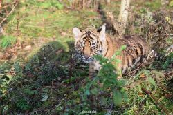zoo-wuppertal-tschuna-daseep-04-015