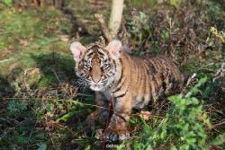zoo-wuppertal-tschuna-daseep-04-016