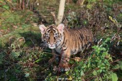 zoo-wuppertal-tschuna-daseep-04-017