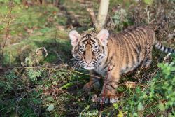 zoo-wuppertal-tschuna-daseep-04-018