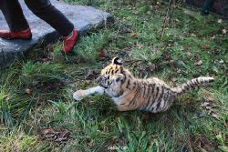 zoo-wuppertal-tschuna-daseep-04-019